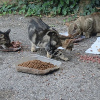 photo de livraison pour Chat Libre de l'Ile du Ramier