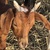 photo animal