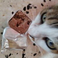 photo de livraison pour Chats Grains d'Amour