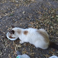 photo de livraison pour Chez Minou