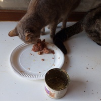 photo de livraison pour Amicale Chats
