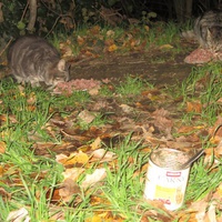 photo de livraison pour Chat Libre de l'Ile du Ramier