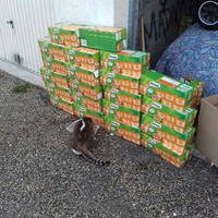 photo de livraison pour Les chats Port-Saint-Louisiens