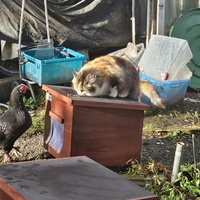 photo de livraison pour SOS Chats Libres Haut-Béarn