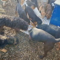 photo de livraison pour Spaske