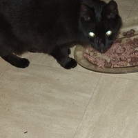 photo de livraison pour Protect Cat