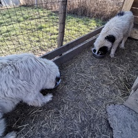 photo de livraison pour Srce za šapu