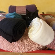 photo de livraison pour Les Chats de la Rue