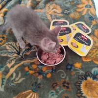 photo de livraison pour Le Gang des Matous