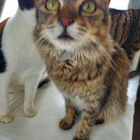 photo de livraison pour Les Pattounes de l'Espoir