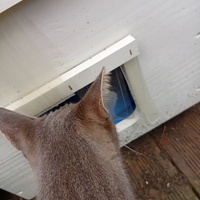 photo de livraison pour Chats Oubliés