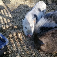 photo de livraison pour Au Bonheur Animal