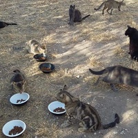 photo de livraison pour Les Chats-Pitresdelavi-Ste