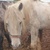 photo animal