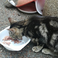 photo de livraison pour Help Doggy