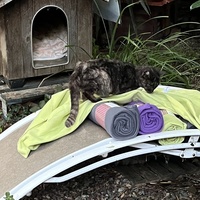 photo de livraison pour Les chats de chez nous