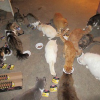 photo de livraison pour Jardin des Chats