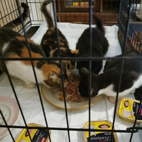photo de livraison pour Aide Aux Chats Sans Logis