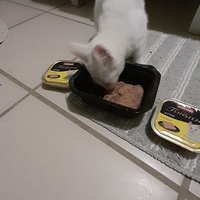 photo de livraison pour Le Gang des Matous