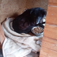 photo de livraison pour Viata Animalelor