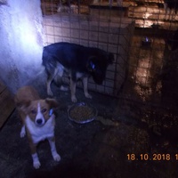 photo de livraison pour Pro Animals Finland ry