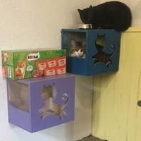 photo de livraison pour Association des Chats Camarguais