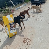 photo de livraison pour Comme Chiens et Chats Maroc