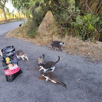 photo de livraison pour Les chats Port-Saint-Louisiens
