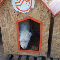 photo de livraison pour Refuge pour chiens de Baia Mare