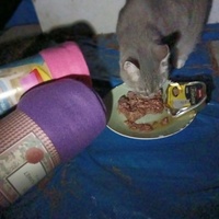 photo de livraison pour Les chats de chez nous