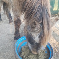 photo de livraison pour Equi-Libre : Droit à la Retraite Equine