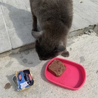 photo de livraison pour Association des Chats Camarguais