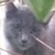 photo animal