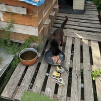 photo de livraison pour Les chats Port-Saint-Louisiens