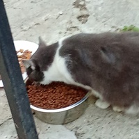 photo de livraison pour Les chats libres de Caro