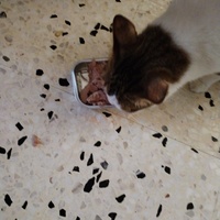 photo de livraison pour Chats Grains d'Amour
