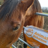 photo de livraison pour Hearthland Royal Horse
