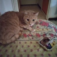 photo de livraison pour Chats Grains d'Amour