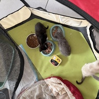 photo de livraison pour Chat Gratouille