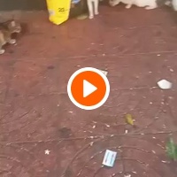photo de livraison pour Comme Chiens et Chats Maroc