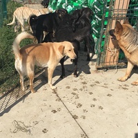 photo de livraison pour Društvo za zaštitu životinja "Bela"