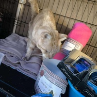 photo de livraison pour Chats Libres de Béziers