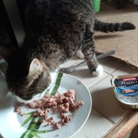 photo de livraison pour A Pas De Chats