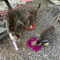 photo de livraison pour Les chats de chez nous