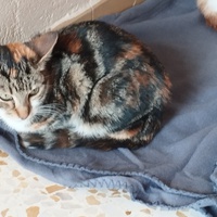 photo de livraison pour Cat Miaou