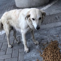photo de livraison pour Mira Shorak Assante Di Capillo