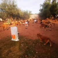 photo de livraison pour Help Adopt Moroccan Animals