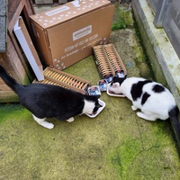 photo de livraison pour Les Chats'nonymes
