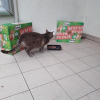 photo de livraison pour Castel Cats
