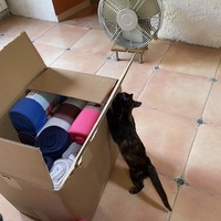 photo de livraison pour Les Chats de Condom 32